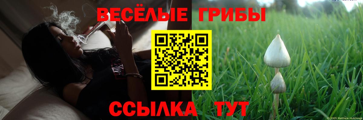 Псилоцибиновые грибы мицелий Черногорск